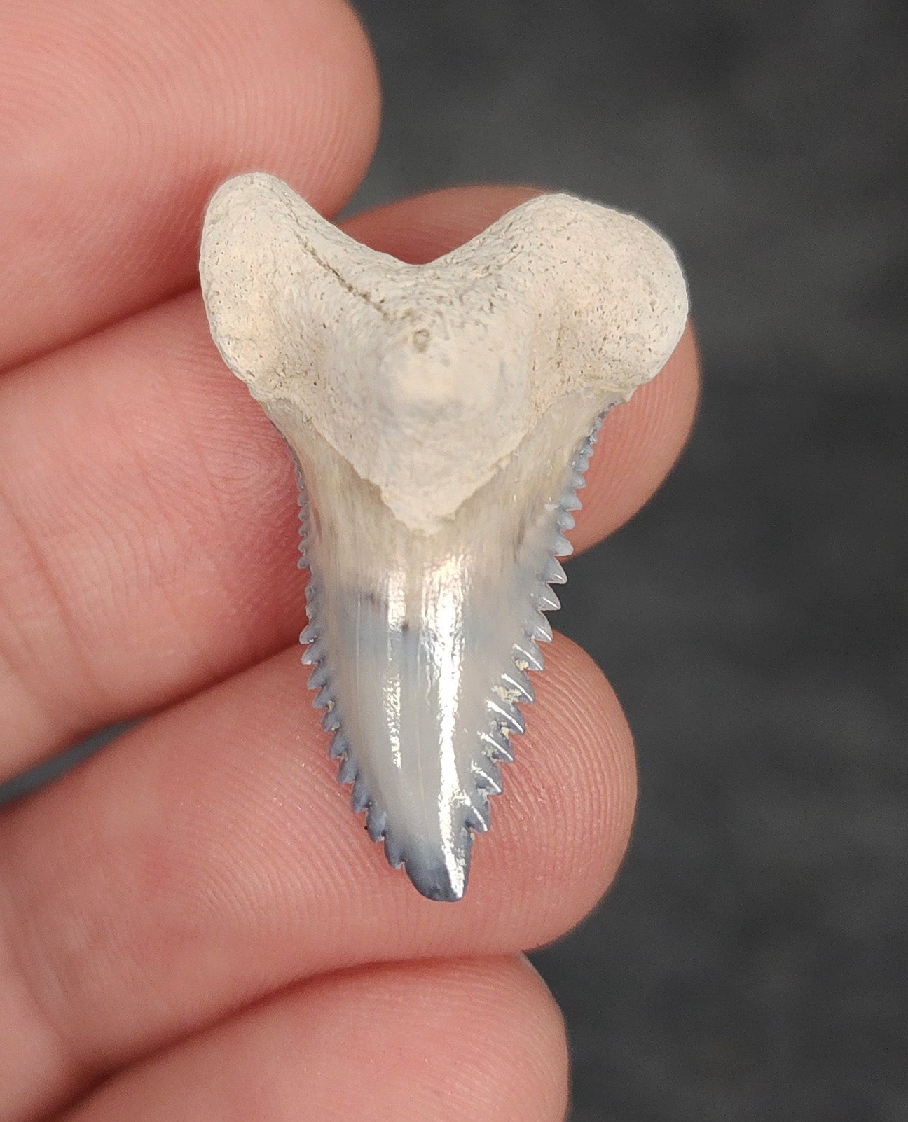 Gorgeous, 1.13" Fossil Hemipristis Tooth - Bone Valley, Florida - Fossil Driven