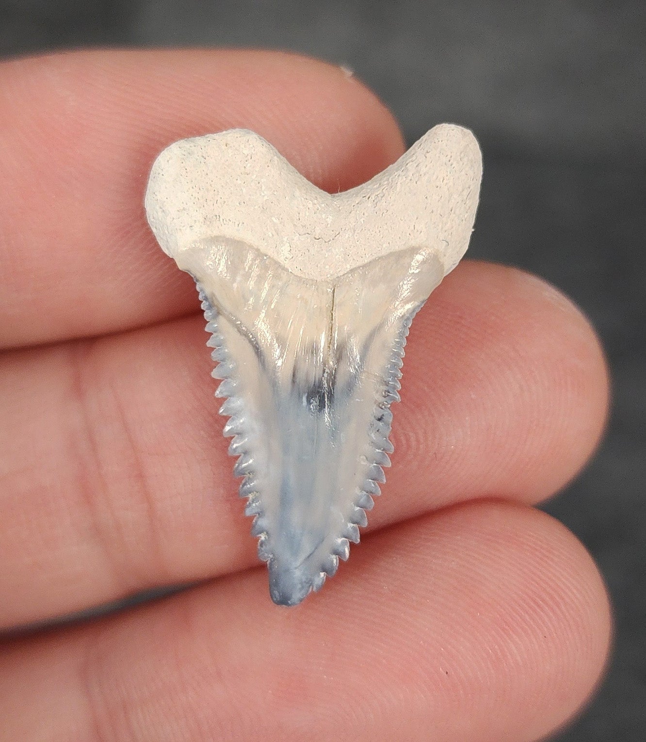 Gorgeous, 1.13" Fossil Hemipristis Tooth - Bone Valley, Florida - Fossil Driven