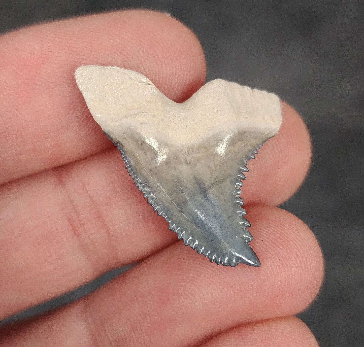 Gorgeous, 1.20" Fossil Hemipristis Tooth - Bone Valley, Florida - Fossil Driven