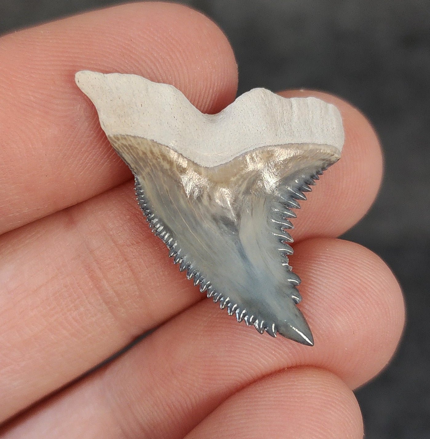 Gorgeous, 1.28" Fossil Hemipristis Tooth - Bone Valley, Florida - Fossil Driven