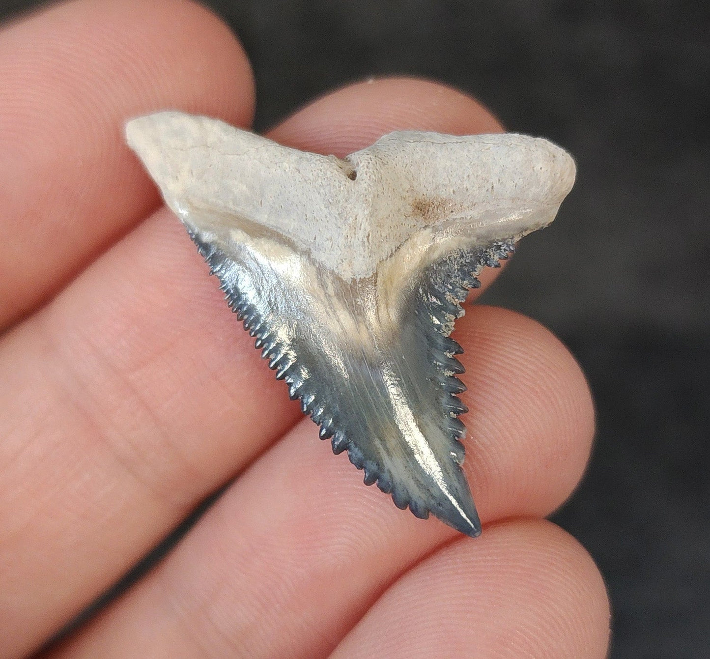 Gorgeous, 1.31" Fossil Hemipristis Tooth - Bone Valley, Florida - Fossil Driven