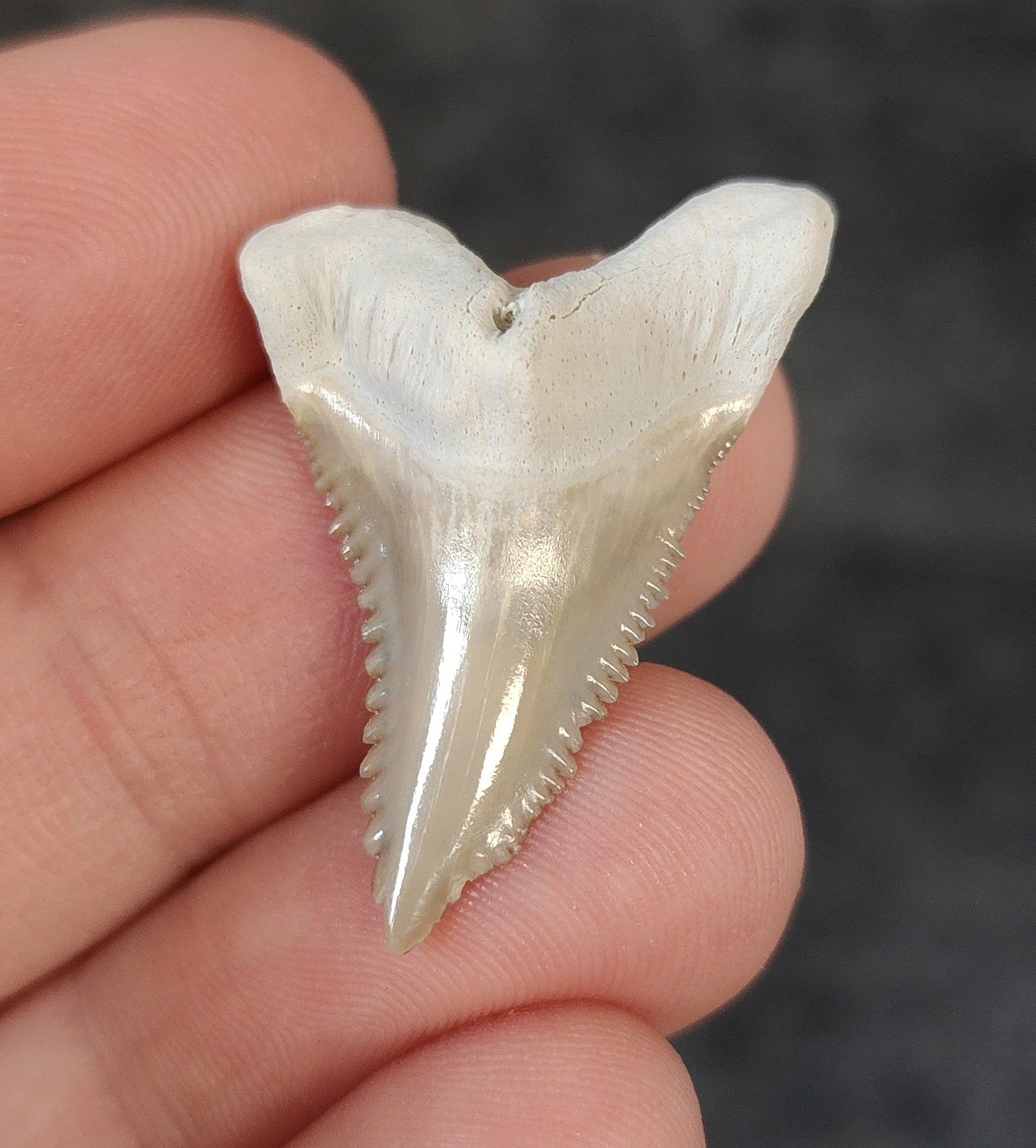 Gorgeous, 1.31" Fossil Hemipristis Tooth - Bone Valley, Florida - Fossil Driven