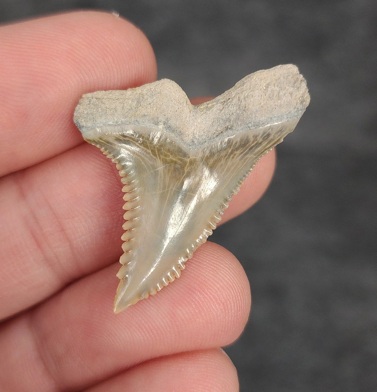 Gorgeous, 1.35" Fossil Hemipristis Tooth - Bone Valley, Florida - Fossil Driven