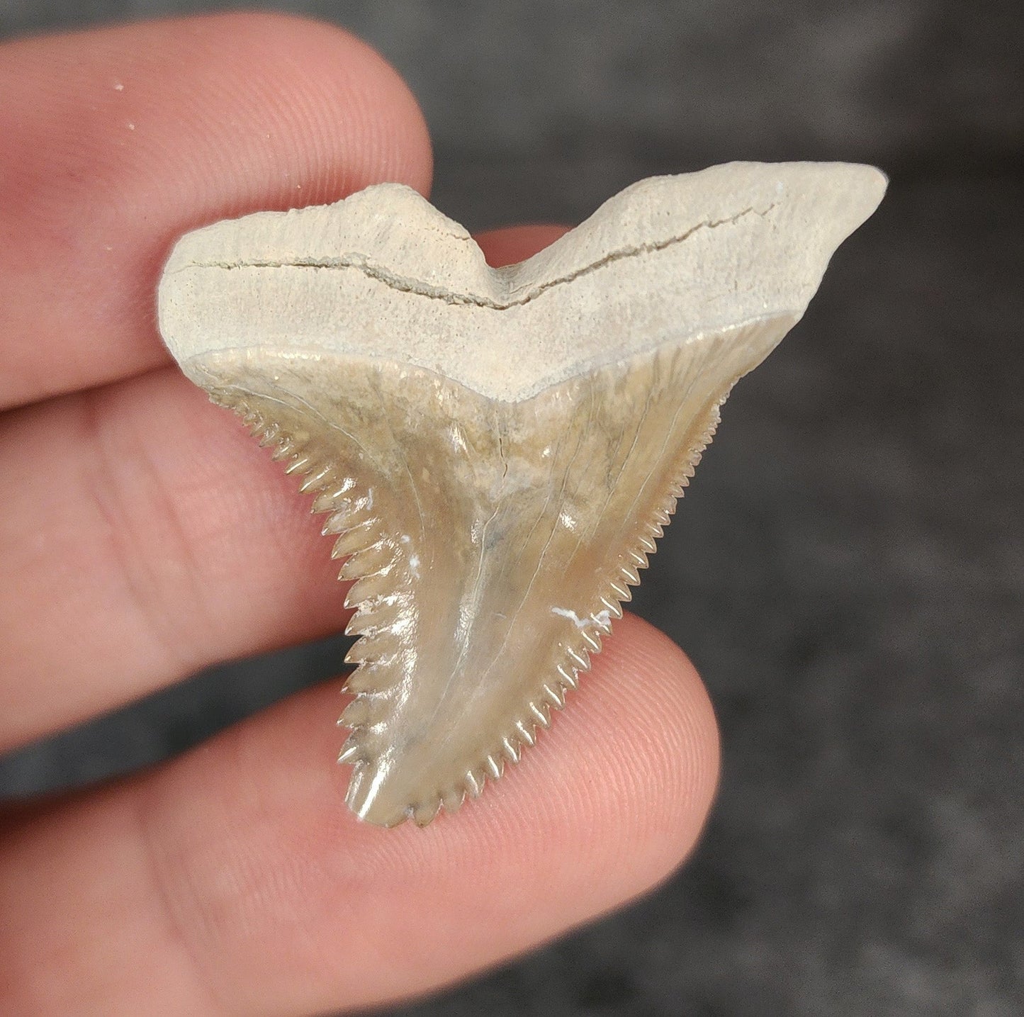 Gorgeous, 1.44" Fossil Hemipristis Tooth - Bone Valley, Florida - Fossil Driven