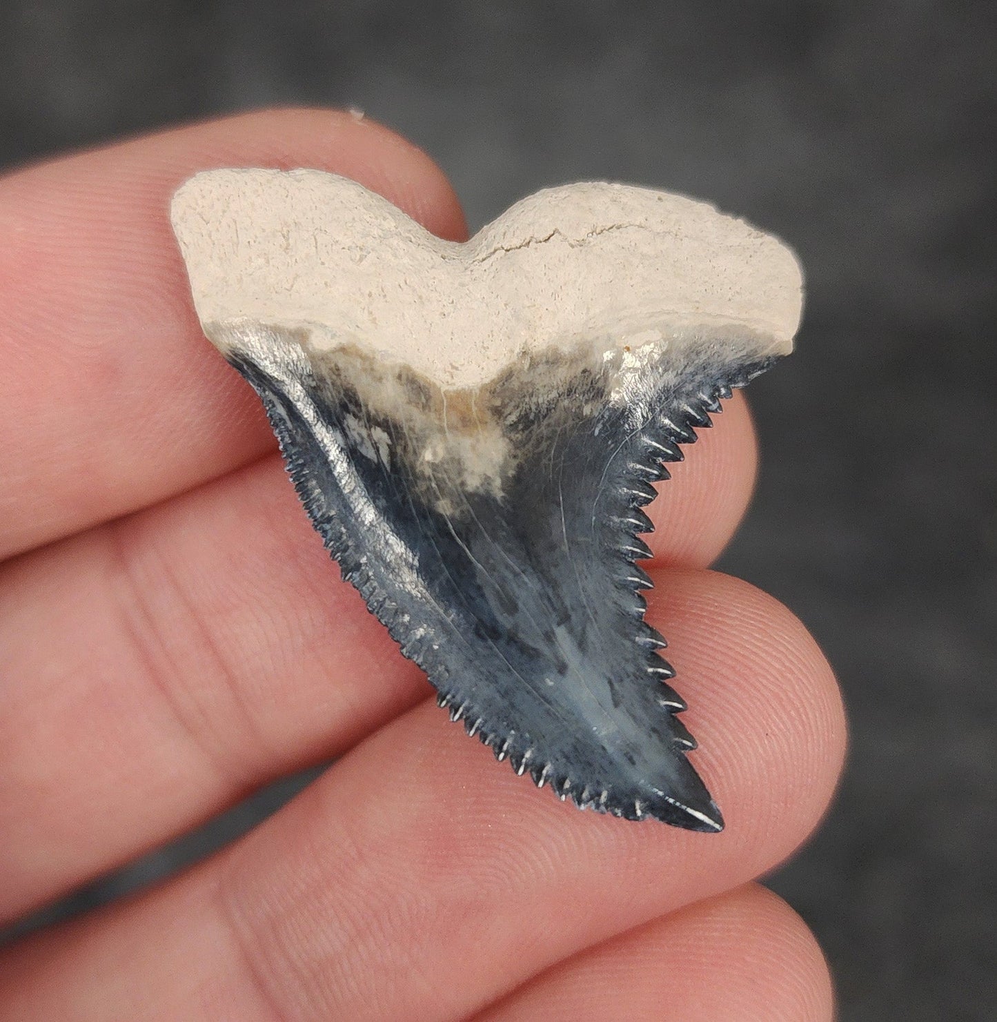 Gorgeous, 1.44" Fossil Hemipristis Tooth - Bone Valley, Florida - Fossil Driven