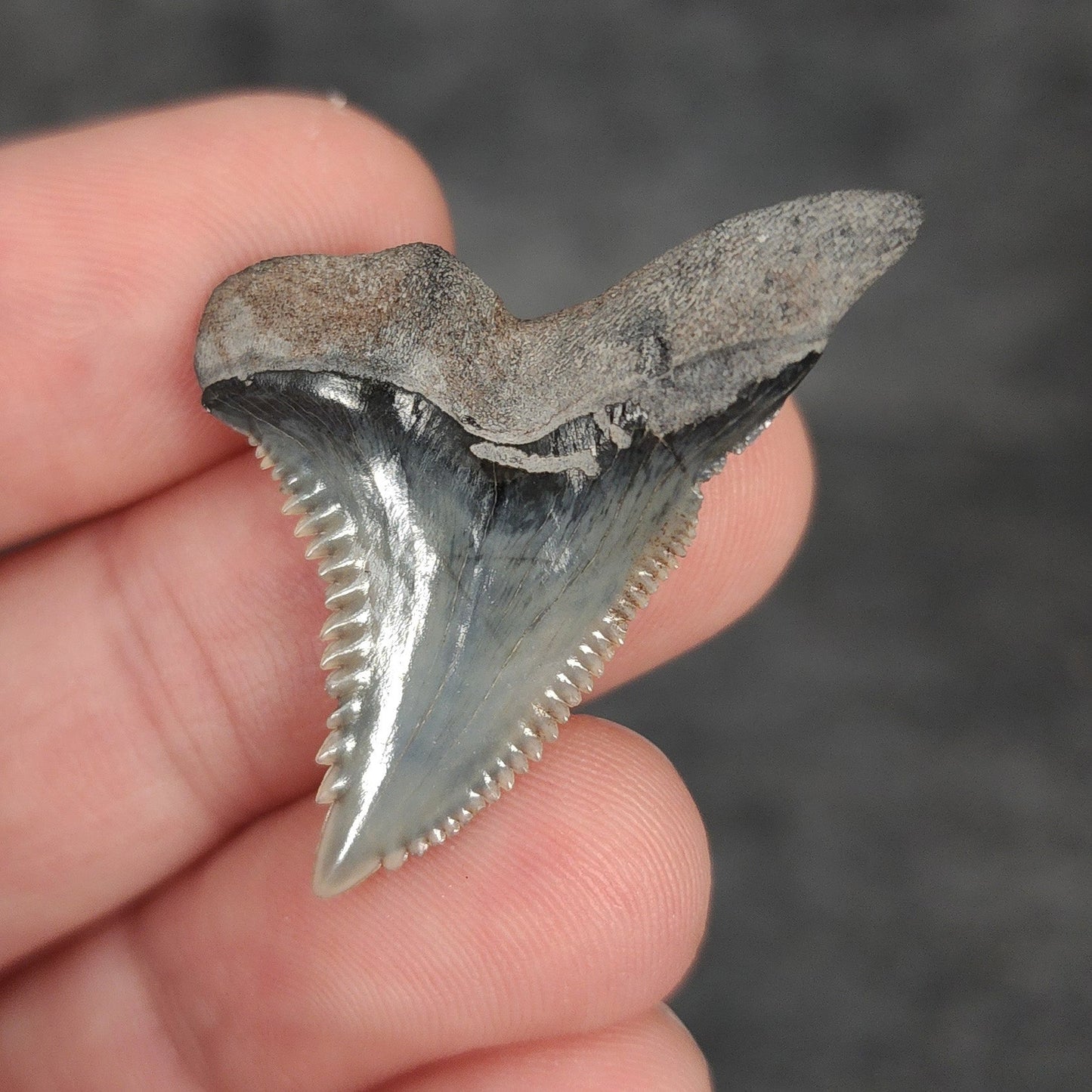 Gorgeous, 1.46" Fossil Hemipristis Tooth - Bone Valley, Florida - Fossil Driven