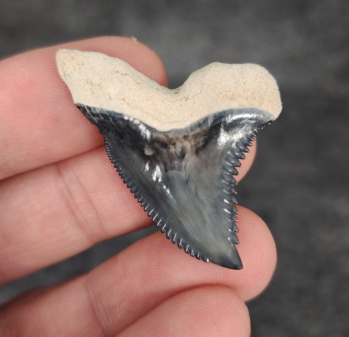 Gorgeous, 1.55" Fossil Hemipristis Tooth - Bone Valley, Florida - Fossil Driven