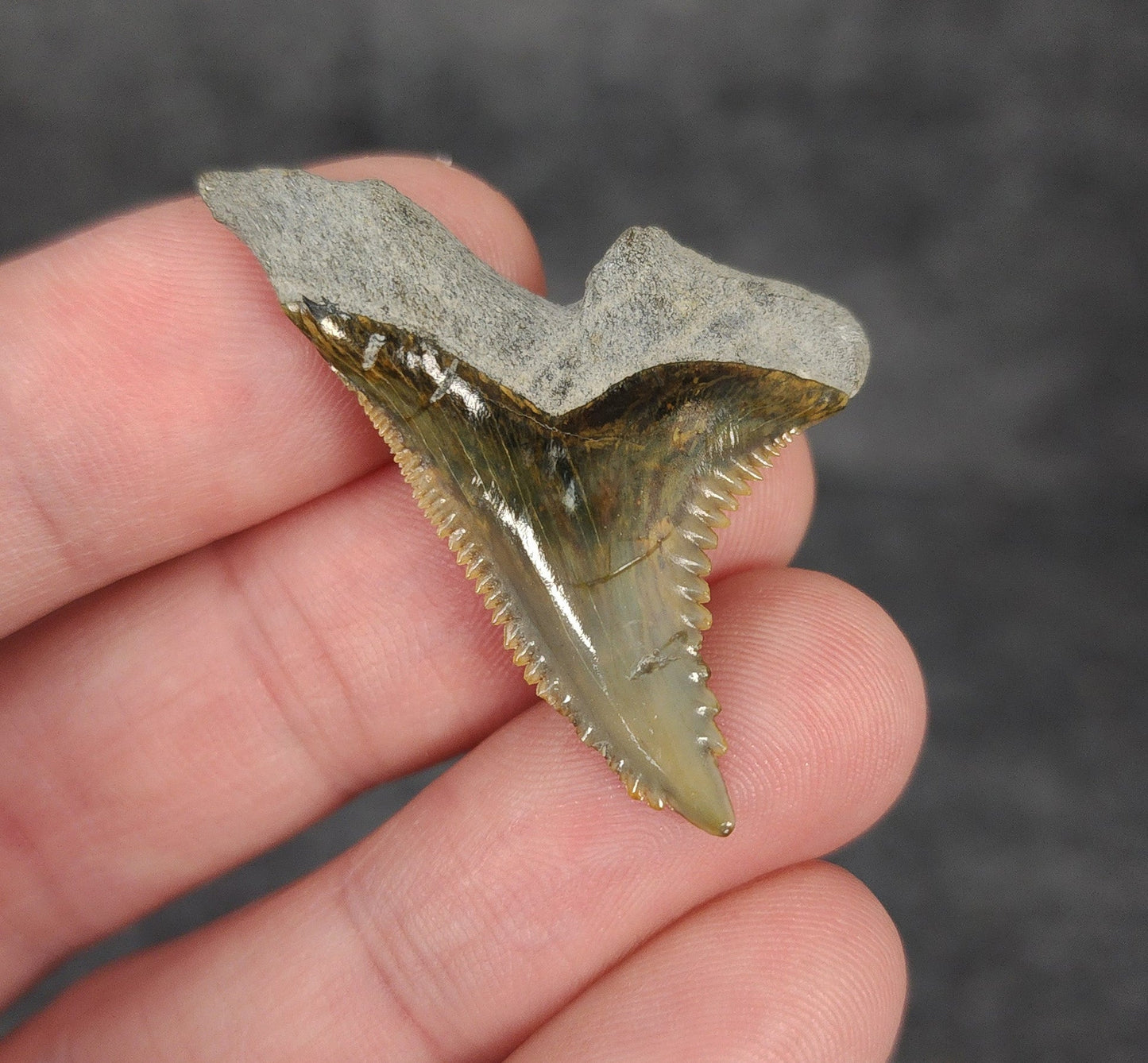 Gorgeous, 1.60" Fossil Hemipristis Tooth - Bone Valley, Florida - Fossil Driven