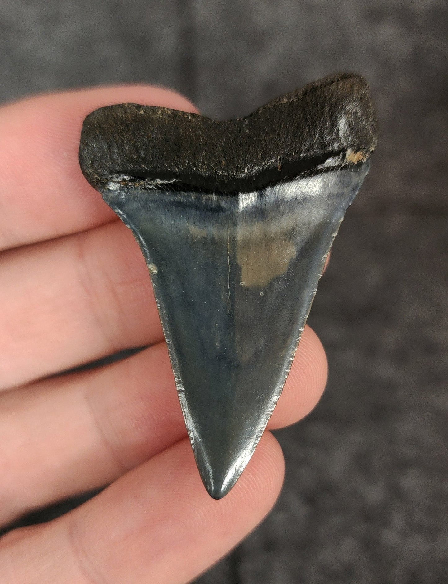 Gorgeous, 2.02" Fossil Mako Tooth - Venice, Florida - Fossil Driven