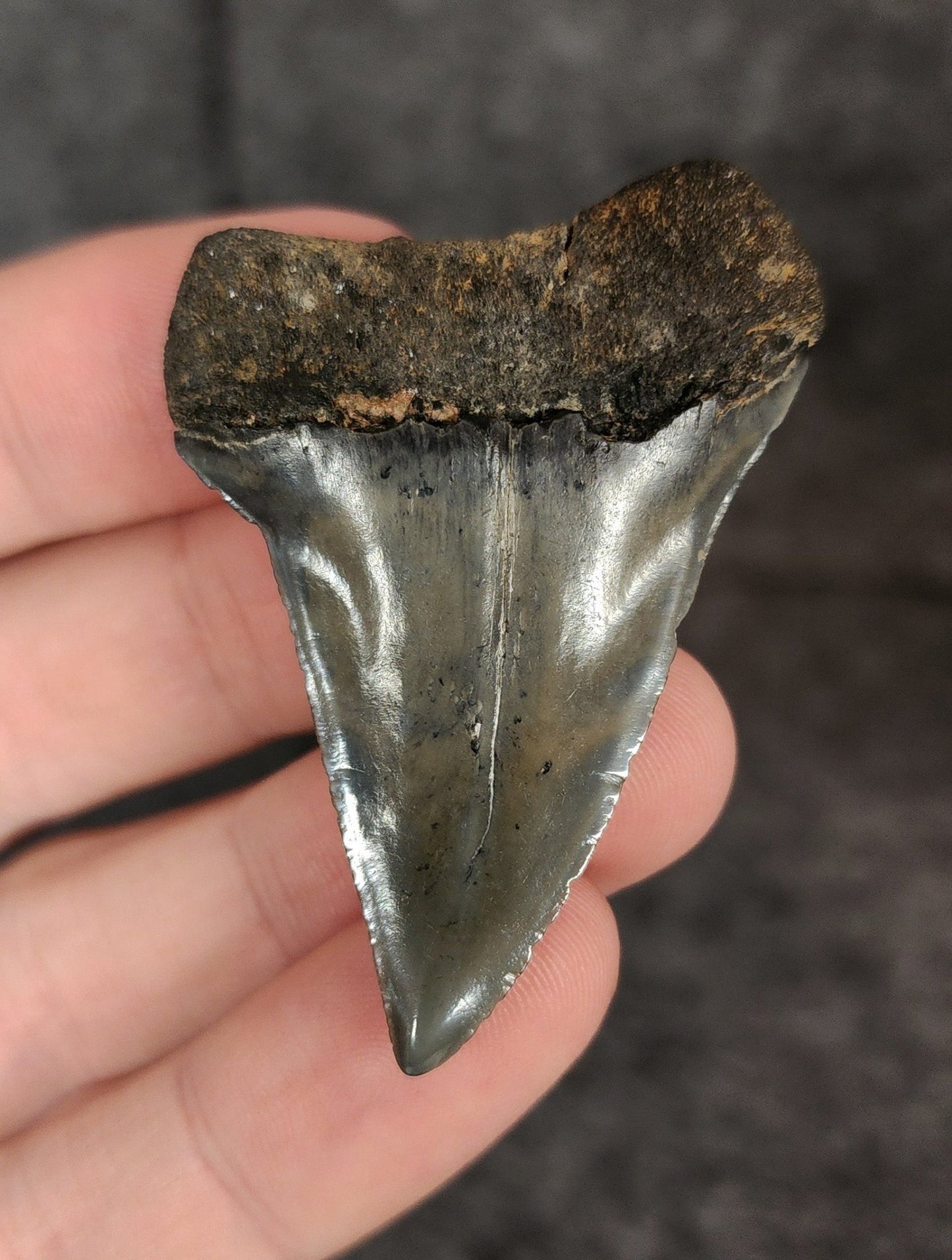 Gorgeous, 2.09" Fossil Mako Tooth - Venice, Florida - Fossil Driven