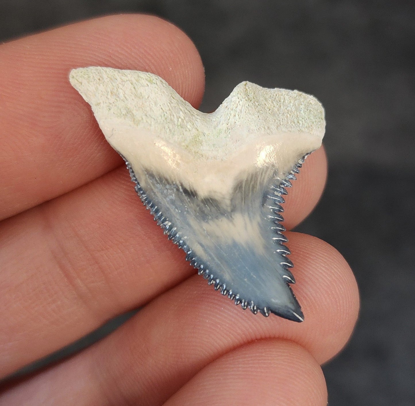 High Quality, 1.33" Fossil Hemipristis Tooth - Bone Valley, Florida - Fossil Driven
