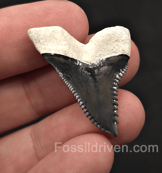 High-Quality 1.37" Fossil Hemipristis Shark Tooth - Bone Valley, Florida - Fossil Driven