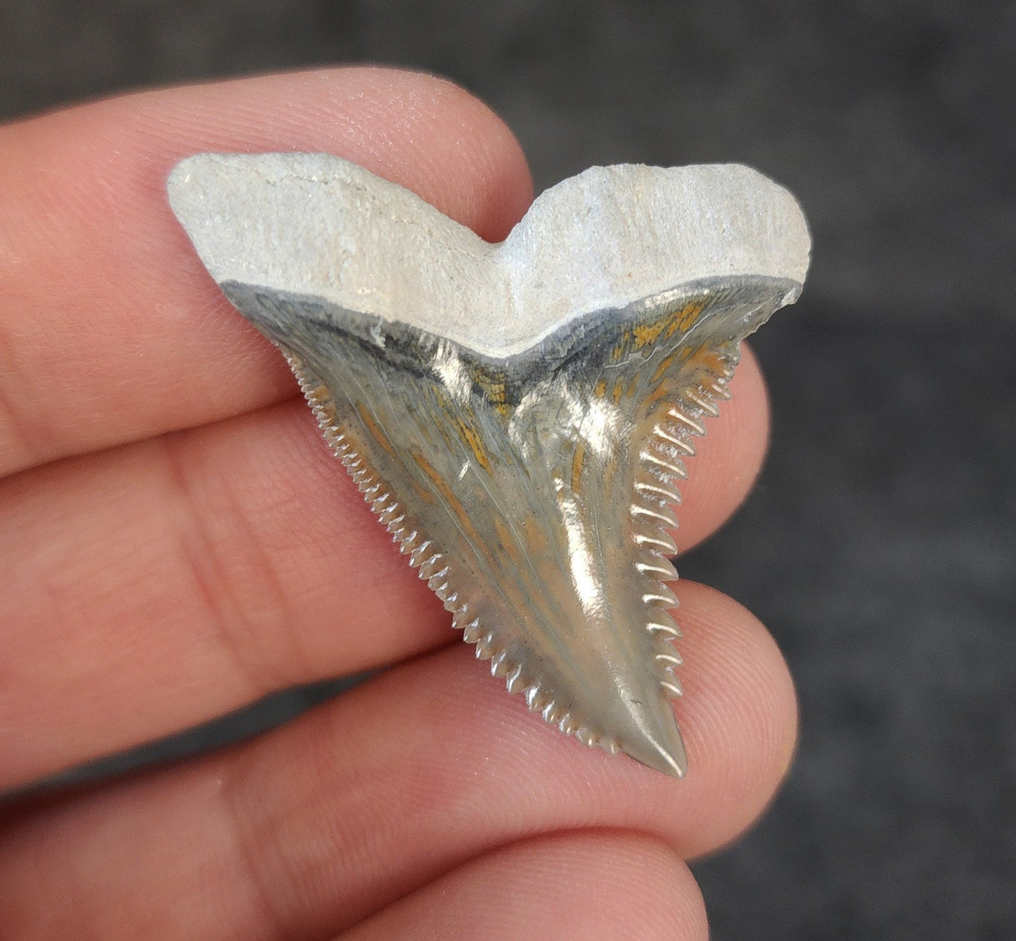 High Quality, 1.51" Fossil Hemipristis Tooth - Bone Valley, Florida - Fossil Driven
