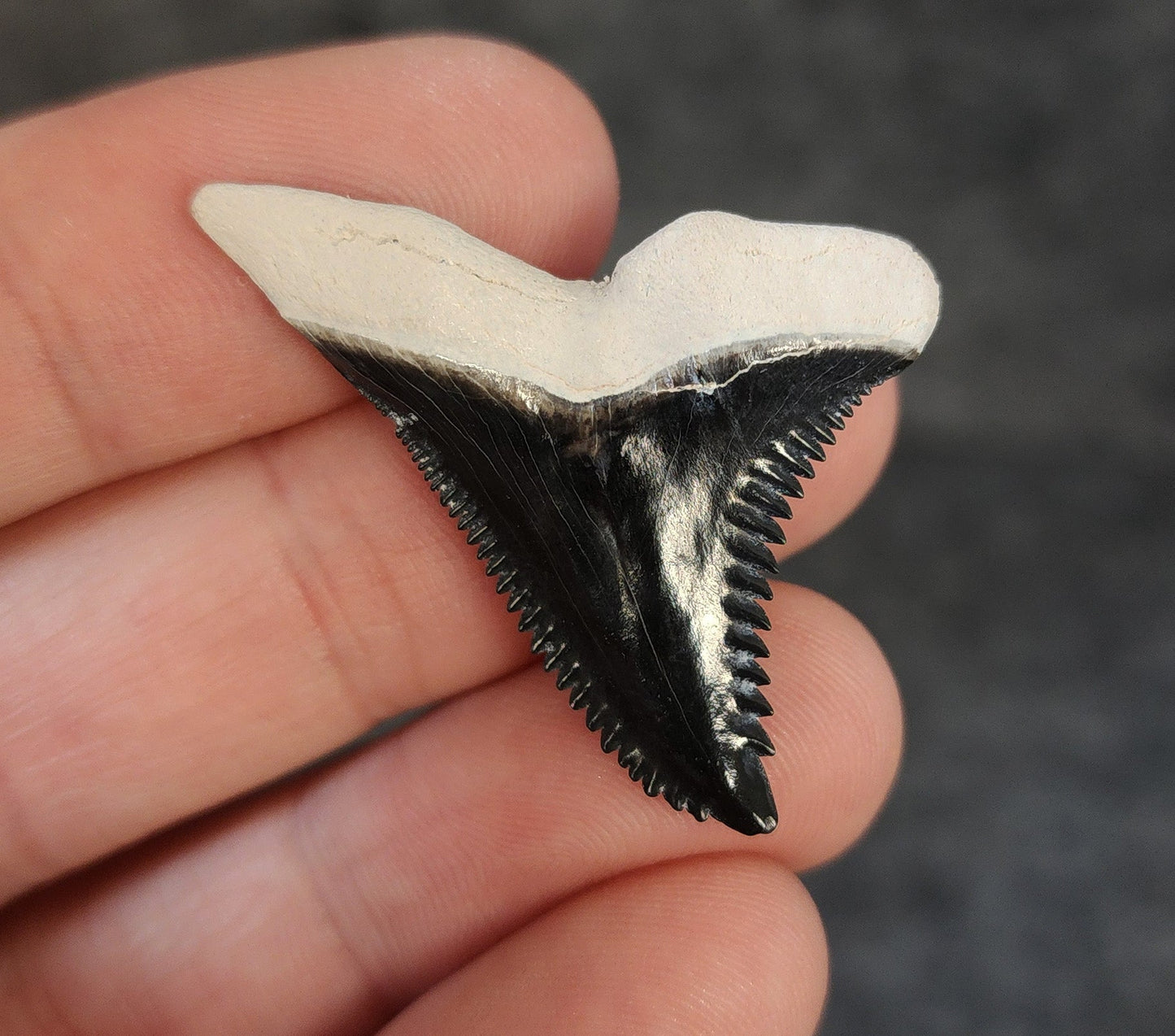High Quality, 1.52" Fossil Hemipristis Tooth - Bone Valley, Florida - Fossil Driven