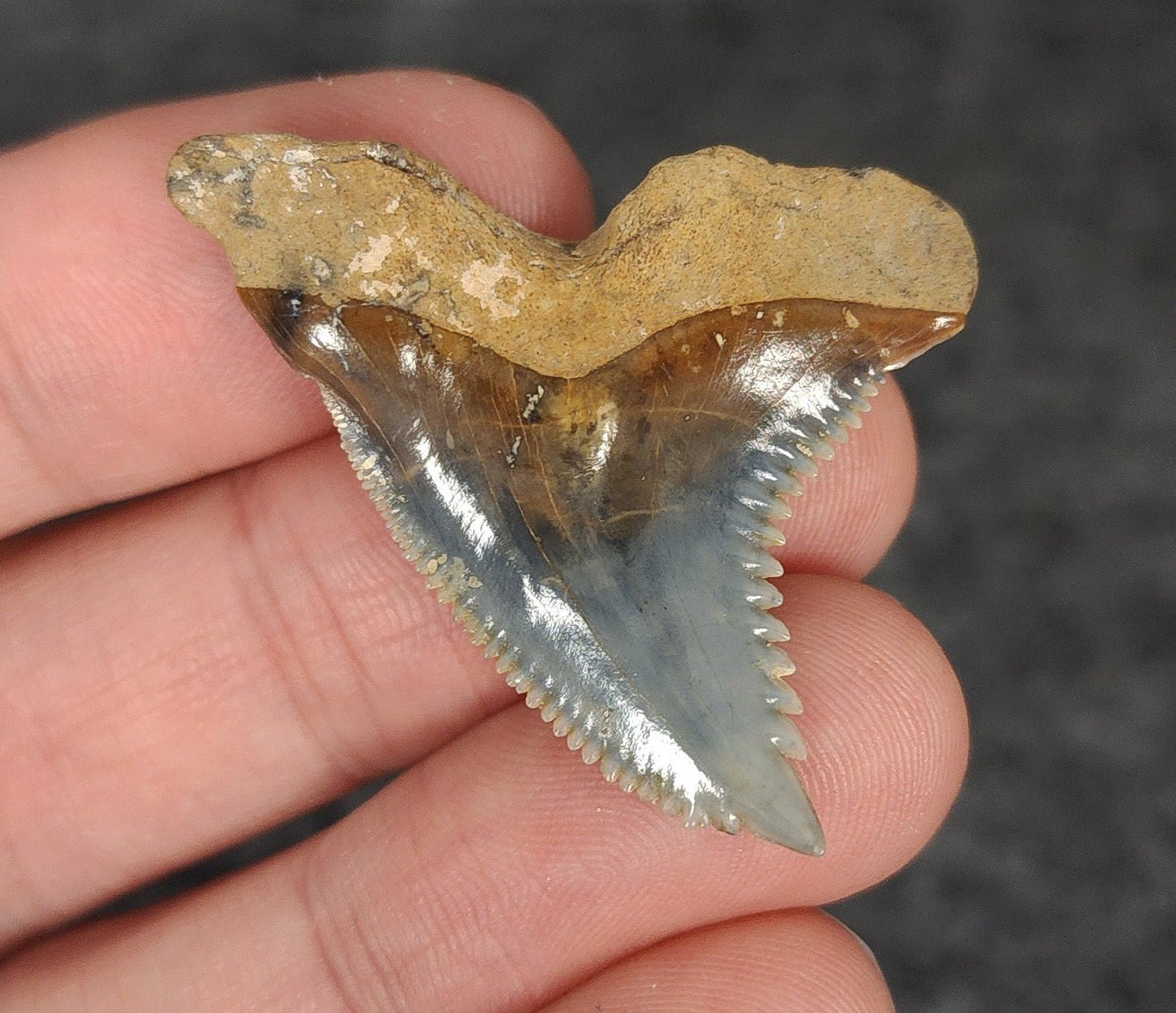 High Quality, 1.64" Fossil Hemipristis Tooth - Venice, Florida - Fossil Driven