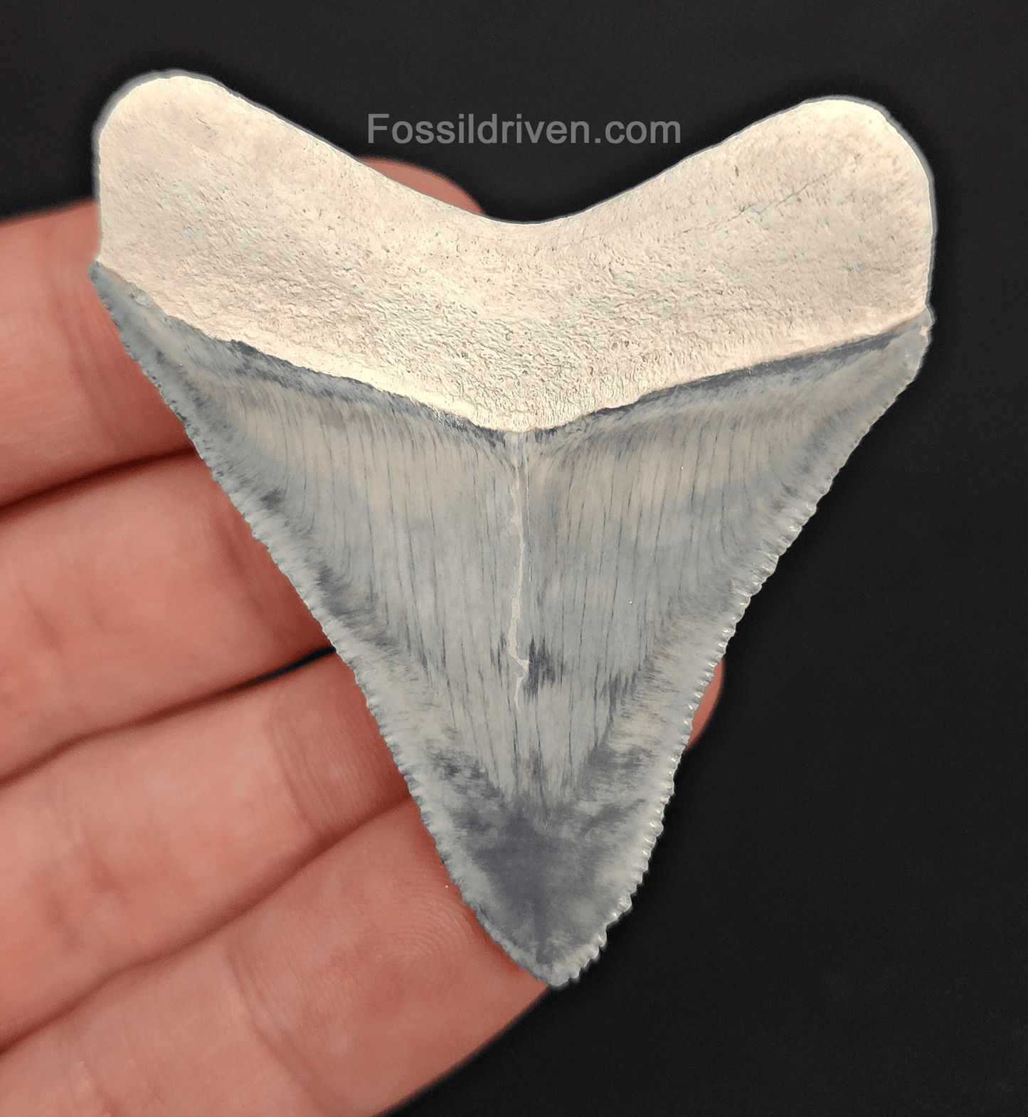 High - Quality 2.31" Megalodon Tooth - Bone Valley - Real Fossil Shark Tooth - Fossil Driven