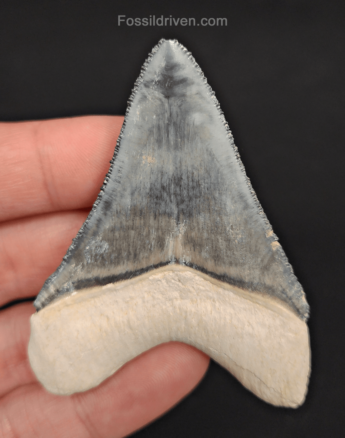 High - Quality 2.75" Megalodon Tooth - Bone Valley - Real Fossil Shark Tooth - Fossil Driven