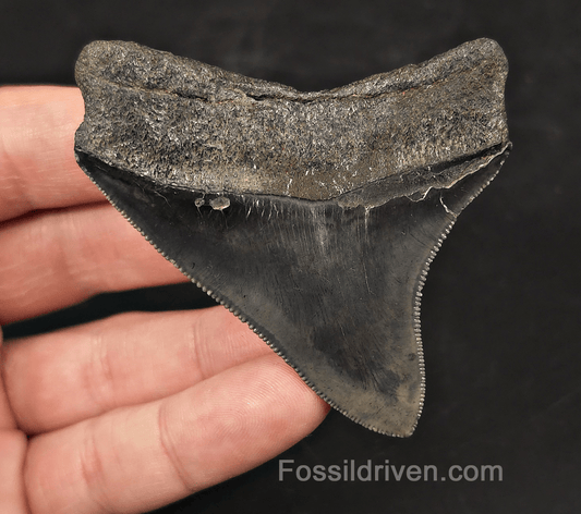 High-Quality, 2.94" Fossil Megalodon Tooth - Charleston, South Carolina - Fossil Driven