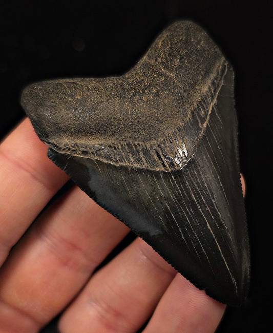 High-Quality, 2.94" Fossil Megalodon Tooth - Georgia - Fossil Driven