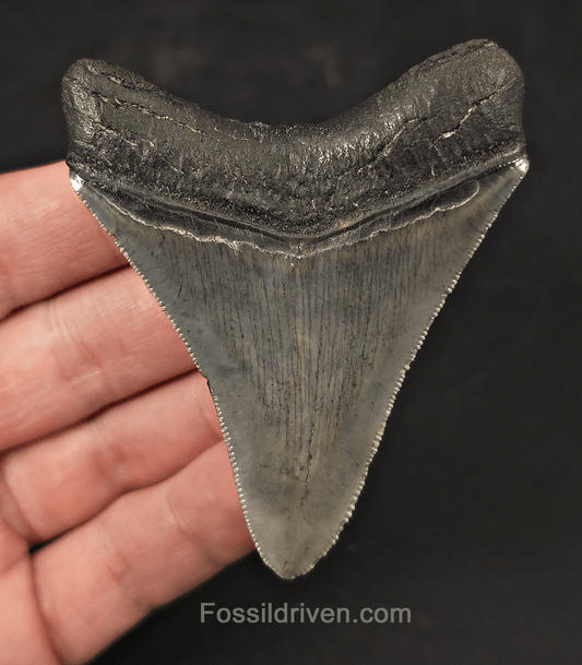 High-Quality, 3.05" Fossil Megalodon Tooth - Charleston, South Carolina - Fossil Driven