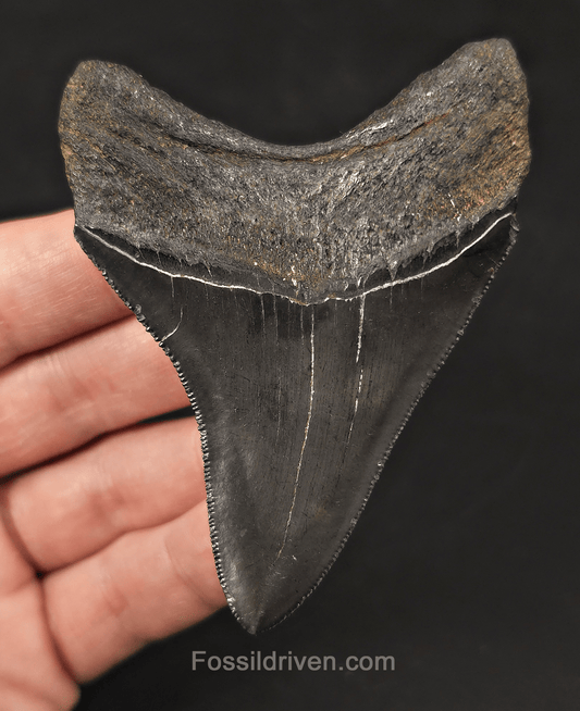 High-Quality, 3.43" Fossil Megalodon Tooth - Charleston, South Carolina - Fossil Driven