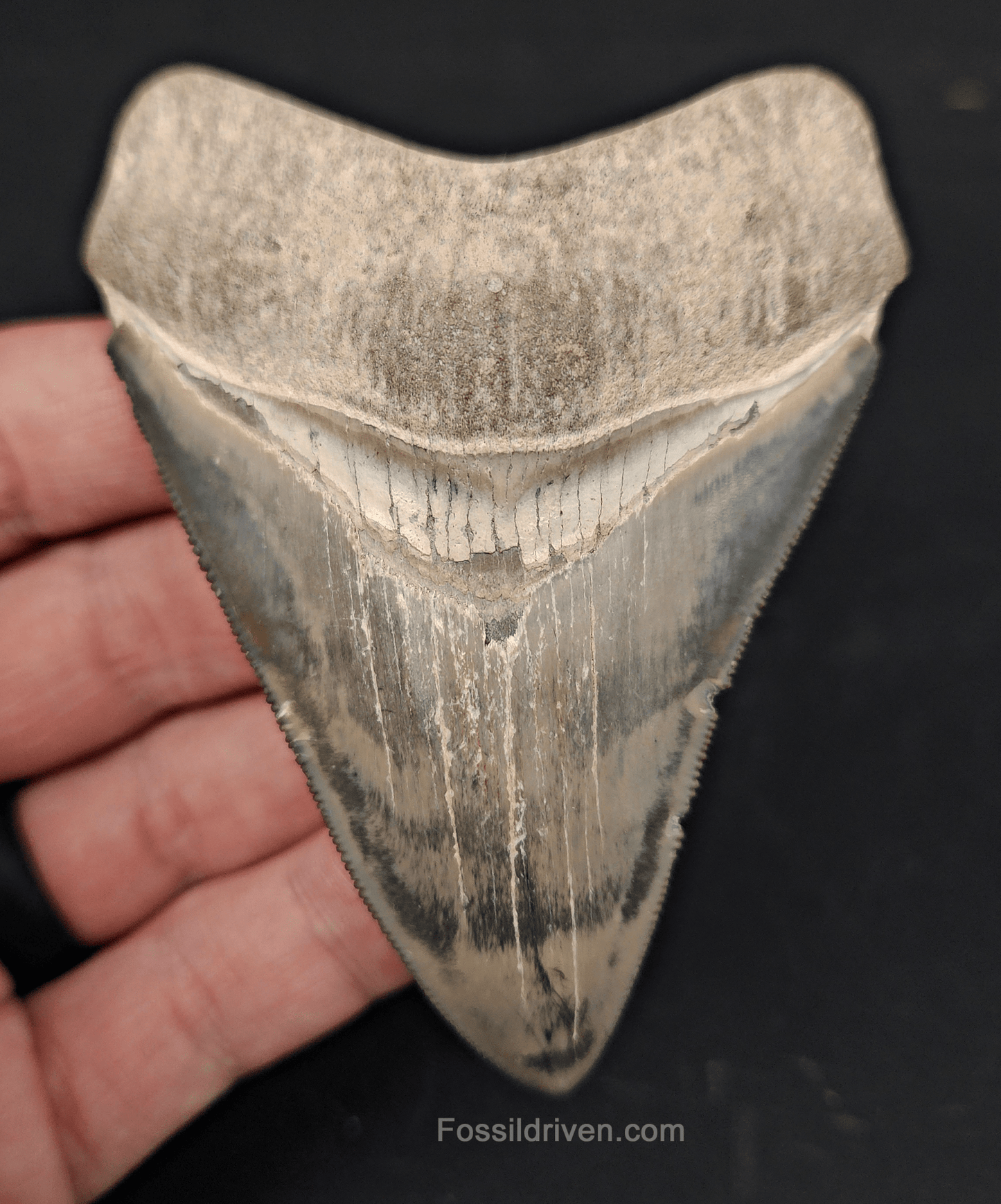 High Quality, 3.64" Fossil Megalodon Tooth - Bone Valley, Florida - Fossil Driven