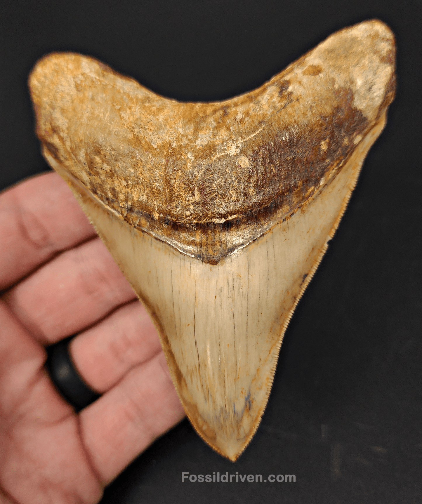 High Quality, 4.04" Fossil Megalodon Tooth - Indonesia - Fossil Driven