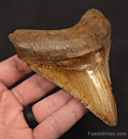 High-Quality, 4.22" Fossil Megalodon Tooth - Java, Indonesia - Fossil Driven