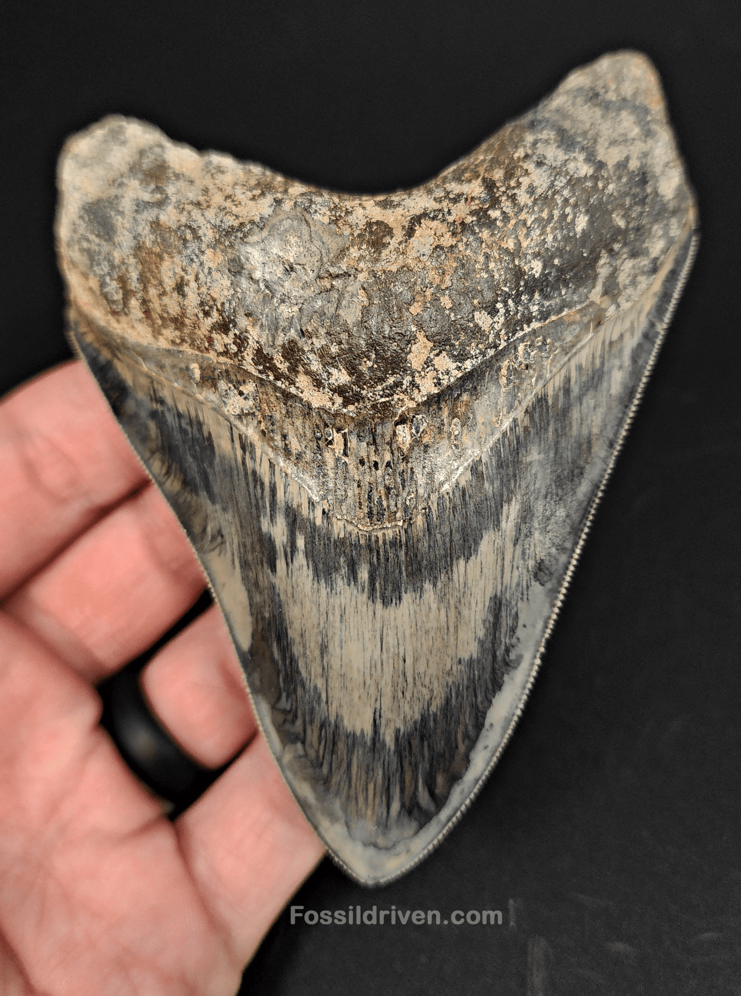 High Quality, 4.33" Fossil Megalodon Tooth - Indonesia - Fossil Driven