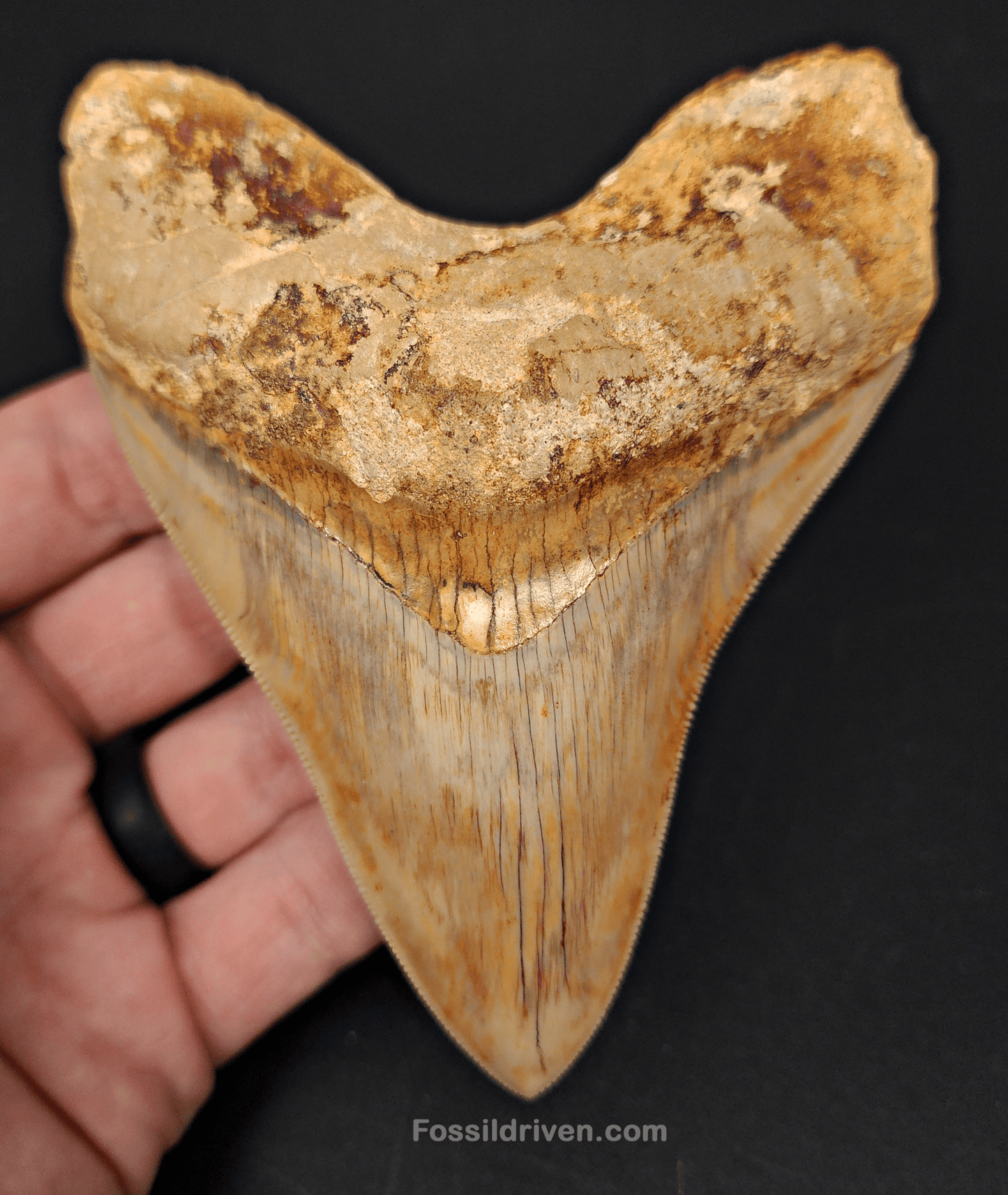 High Quality, 4.59" Fossil Megalodon Tooth - Indonesia - Fossil Driven