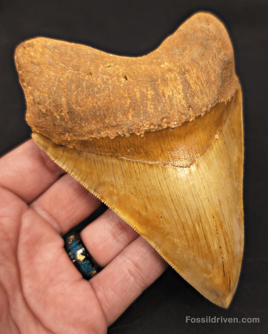 High-Quality 5.10" Megalodon Tooth - Indonesia - Real Fossil Shark Tooth - Fossil Driven