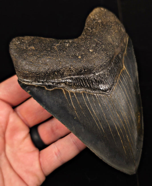High-Quality, 5.28" Fossil Megalodon Tooth - Charleston, South Carolina - Fossil Driven