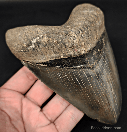 High - Quality 5.46" Megalodon Tooth - Georgia - Real Fossil Shark Tooth - Fossil Driven