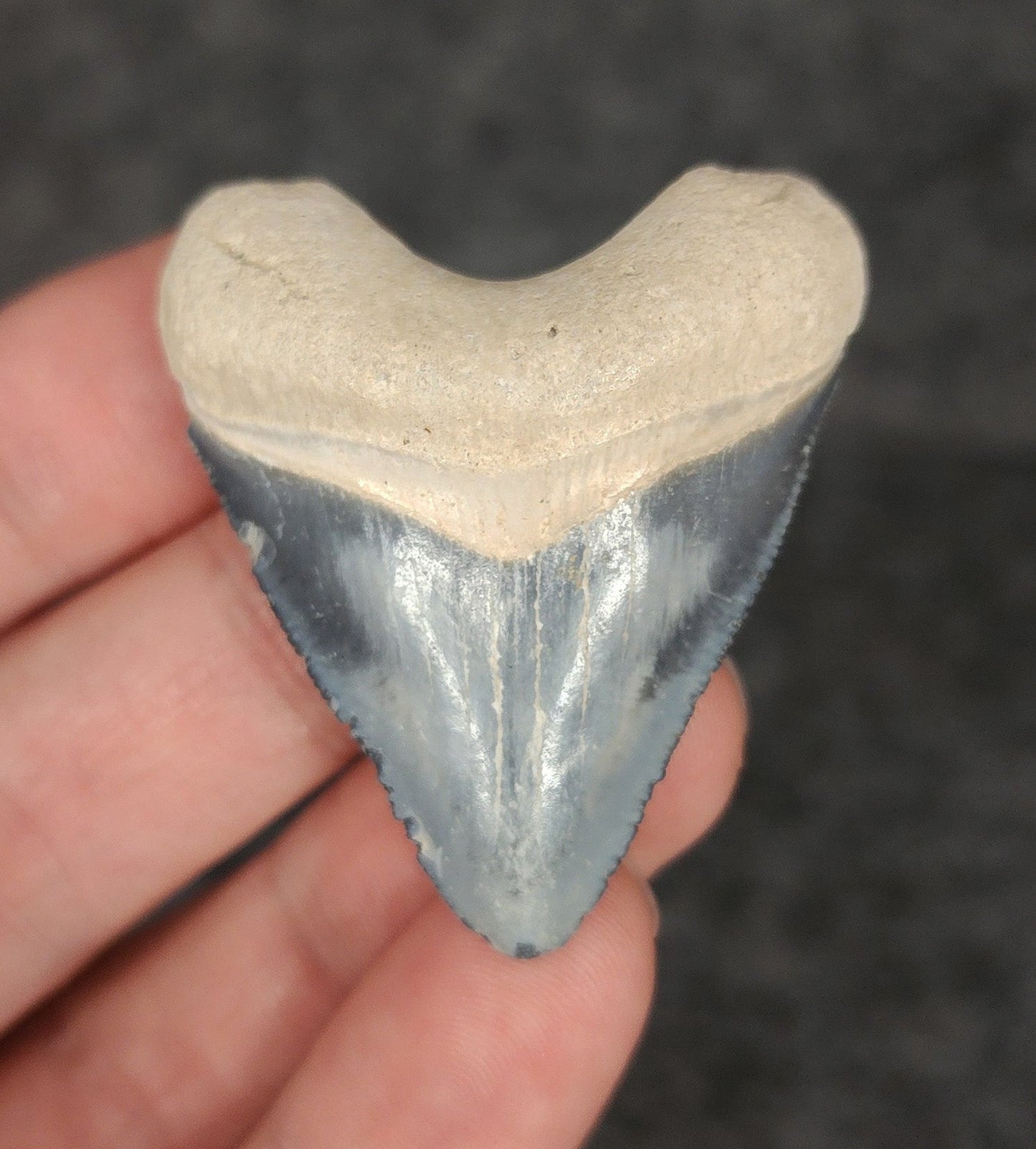 Hubbell, 1.80" Fossil Megalodon Tooth - Bone Valley, Florida - Fossil Driven