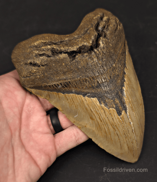 Huge 6.10" Fossil Megalodon Tooth - North Carolina | Fossil Driven - Fossil Driven