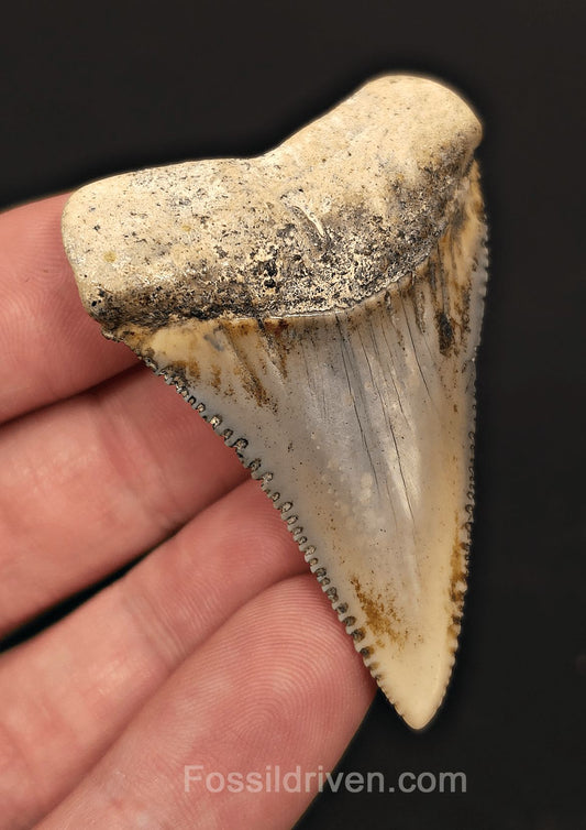 Huge & Colorful 2.33" Fossil Great White Tooth - Sacaco, Peru - Fossil Driven