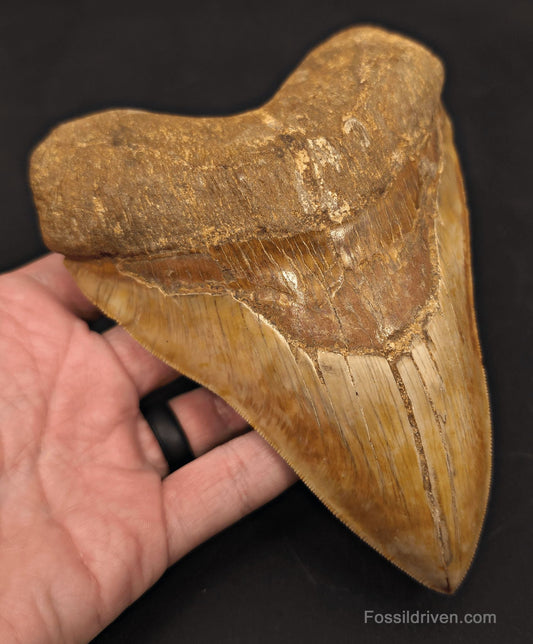 Huge & Heavy 6.22" Fossil Megalodon Tooth - Java, Indonesia - Fossil Driven