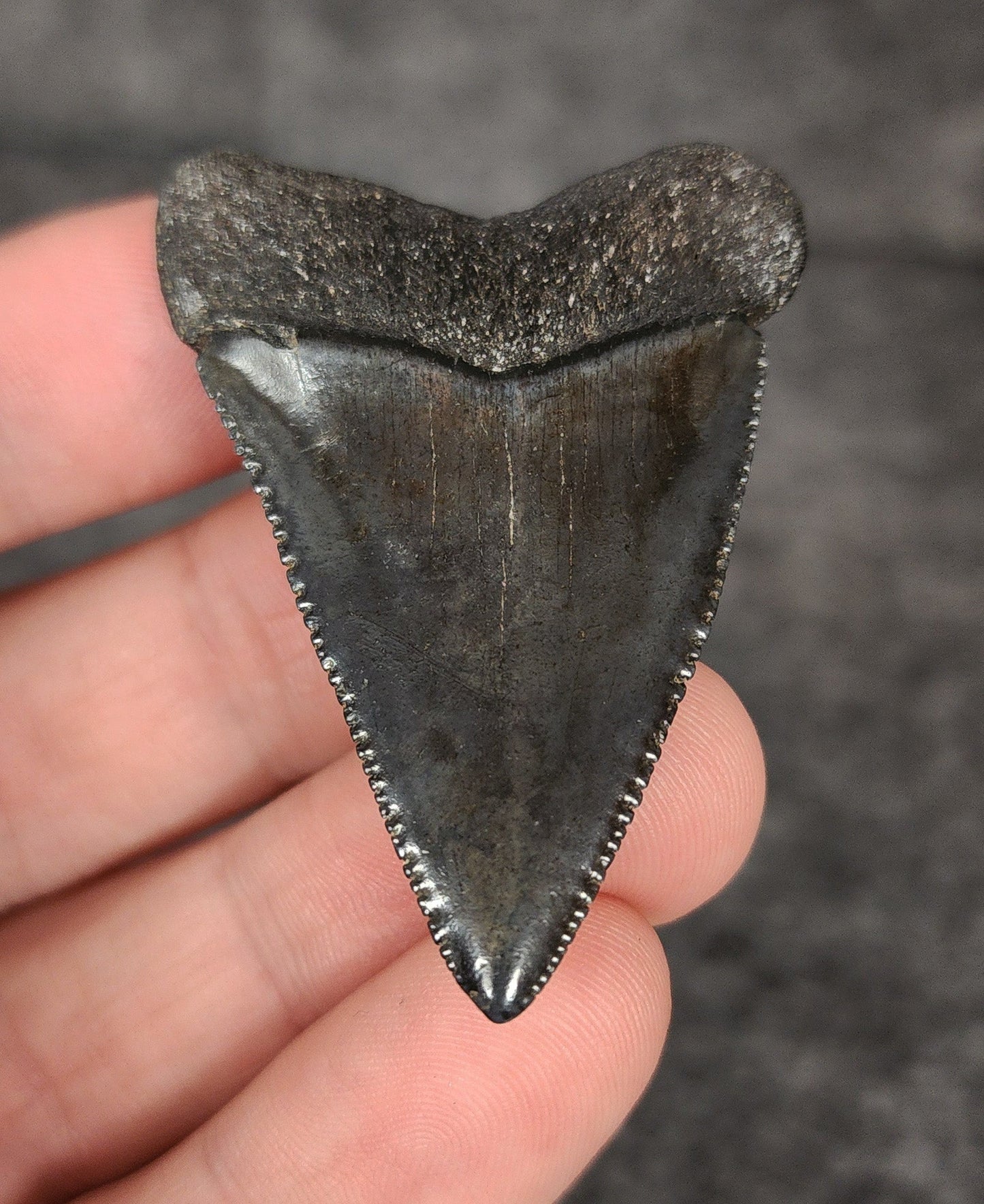 Killer, 1.91" Fossil Great White Tooth - South Carolina - Fossil Driven
