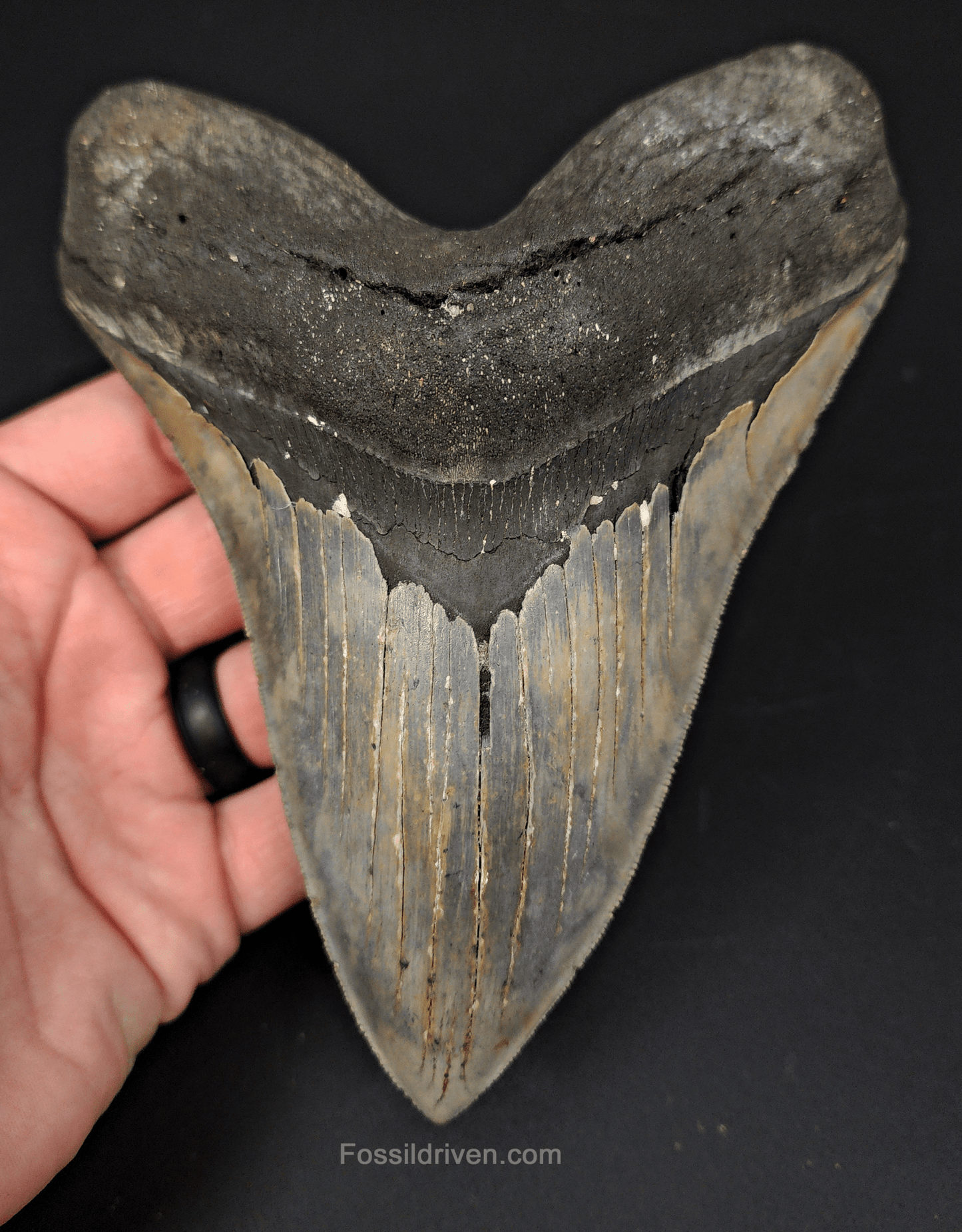 Massive & Authentic, 6.31" Fossil Megalodon Tooth - Meg Ledge - Fossil Driven