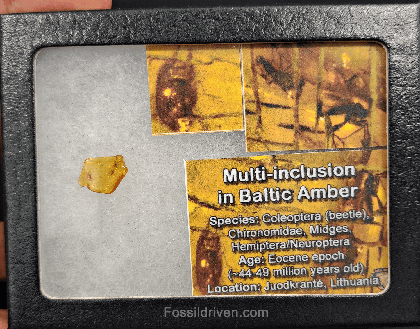 Multi - inclusion in Baltic Amber – 13.2mm Fossil Inclusion - Fossil Driven