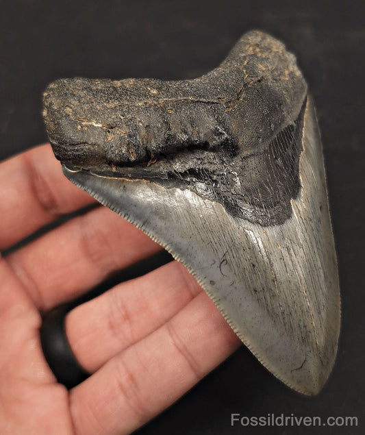 Pathological, 4.01" Fossil Megalodon Tooth - Charleston, South Carolina - Fossil Driven