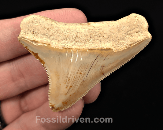 Posterior, 2.33" Fossil Megalodon Tooth - Java, Indonesia - Fossil Driven