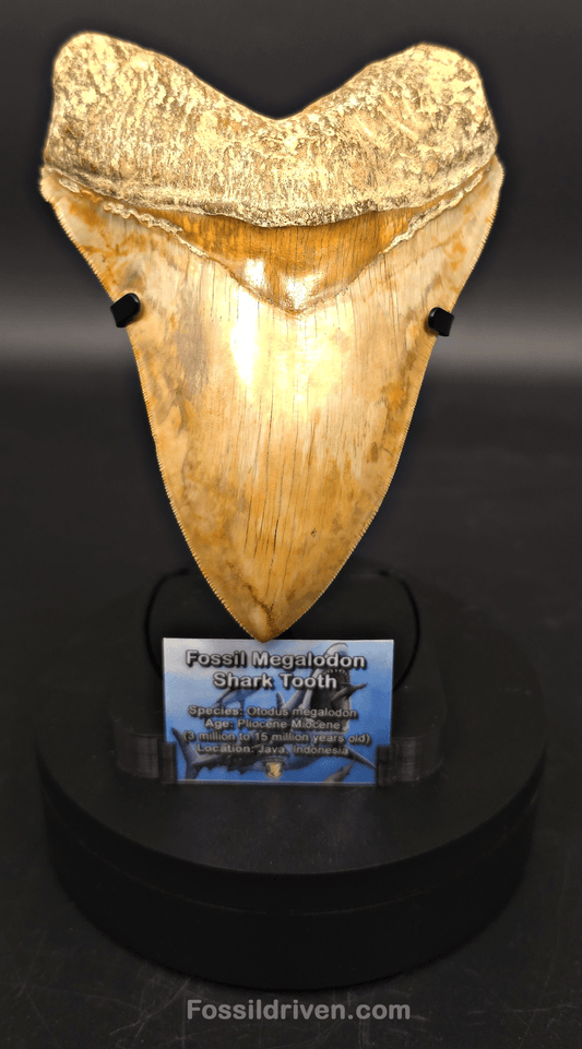 Premium Megalodon Tooth Display Stand with Magnetic Info Base (5"+) - Fossil Driven