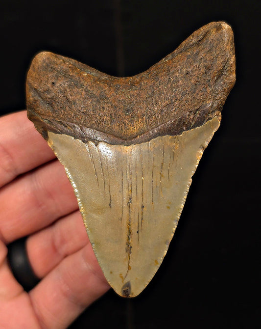 Real, 3.40" Fossil Megalodon Tooth - Meg Ledge, North Carolina - Fossil Driven