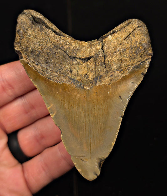 Real, 3.76" Fossil Megalodon Tooth - Meg Ledge, North Carolina - Fossil Driven