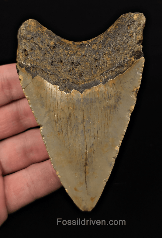 Real, 3.98" Fossil Megalodon Tooth - Meg Ledge, North Carolina - Fossil Driven