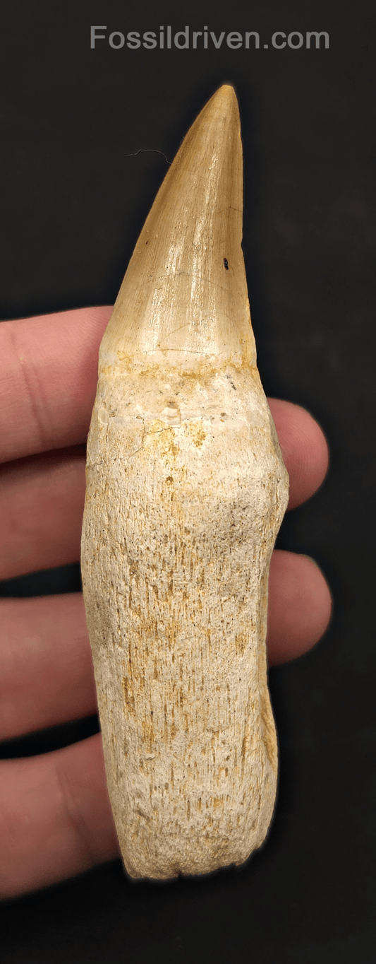 Rooted 3.87" Fossil Mosasaur Tooth - Morocco - Fossil Driven