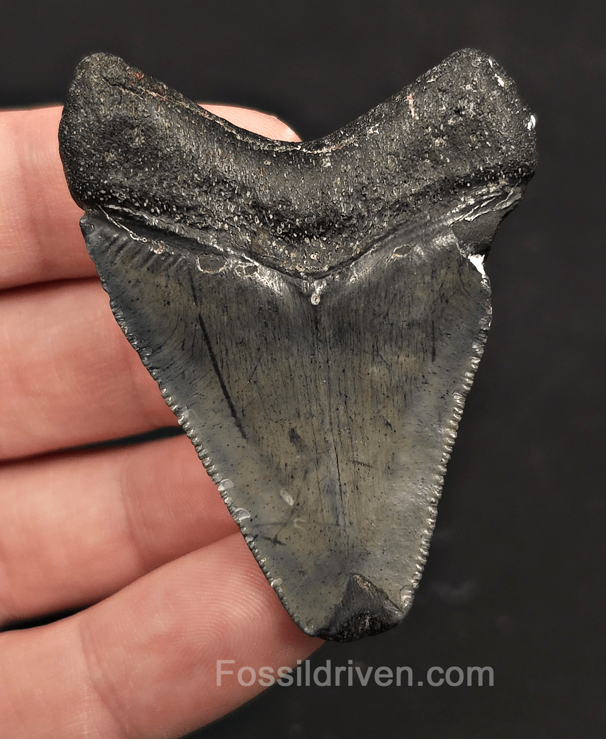 Serrated, 2.40" Megalodon Tooth - Venice, Florida - Fossil Driven
