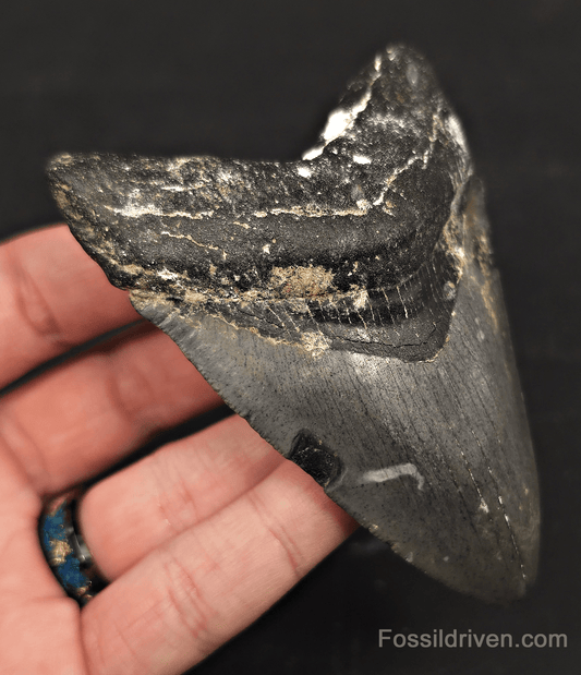 Serrated, 3.90" Megalodon Tooth - Venice, Florida - Fossil Driven