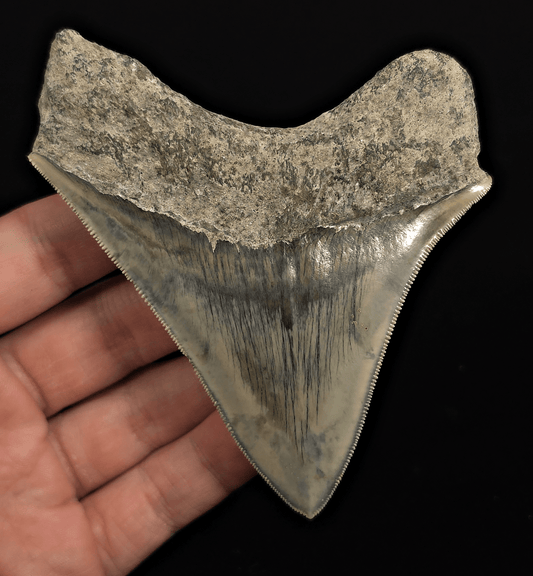 Serrated, 4.18" Fossil Megalodon Tooth - Java, Indonesia - Fossil Driven